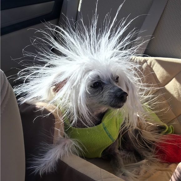 Meet your Posher, Kathy - Picture 7 of 16